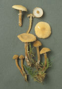 Cystoderma amianthinum 2 Mushroom