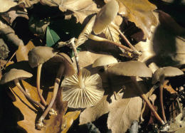 Marasmius wynnei