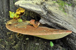 Fistulina hepatica