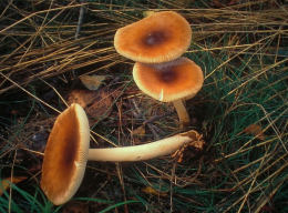 Amanita fulva 8