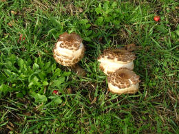 Macrolepiota rhacodes