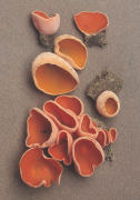 Aleuria aurantia Mushroom