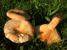 Lactarius deliciosus