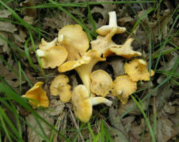 Cantharellus cibarius 13