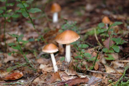 Amanita fulva 8