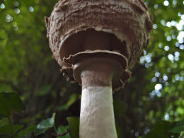 Macrolepiota rhacodes