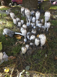 Coprinus comatusF2