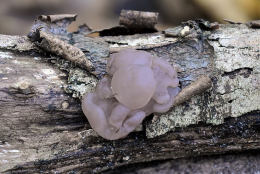 Ascotremella faginea Mushroom