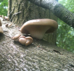 Pleurotus ostreatus 005