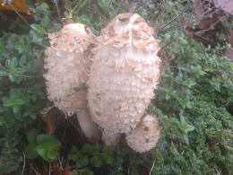 Coprinus comatusF2