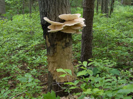 Pleurotus ostreatus 005