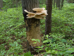 Pleurotus ostreatus 005