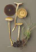 Agrocybe paludosa Mushroom