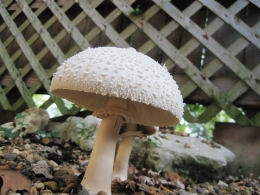 Lepiota procera4