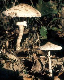 Lepiota procera4