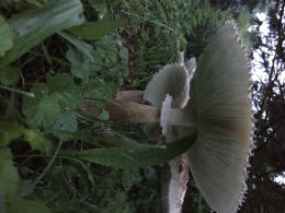 Macrolepiota rhacodes