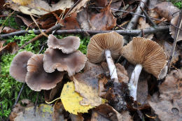 Cortinarius hemitrichus 2