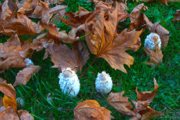 Coprinus comatusF2