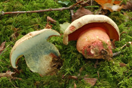 Boletus satanus Chloe Douglas