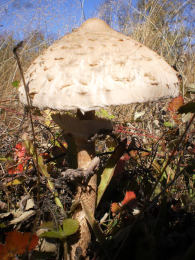 Lepiota procera4