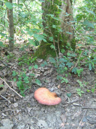 Fistulina hepatica