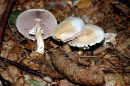 Agaricus sylvaticusF