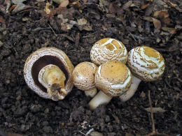 Agaricus bohusii  3 Mushroom