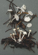 Hemimycena lactea 2 Mushroom