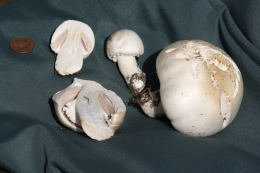 Agaricus arvensis7.jpg