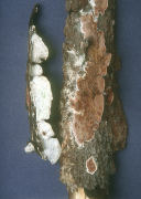 Gloeoporus dichrous Mushroom