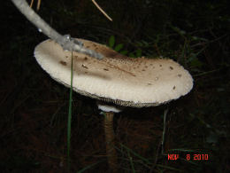 Lepiota procera4