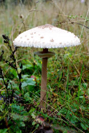 Lepiota procera4