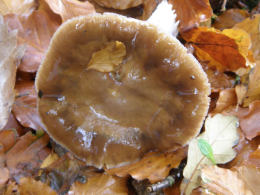 Cortinarius collinitus 2