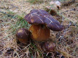 Boletus pinicola 5