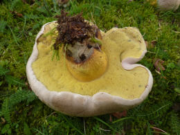 Boletus albidus 8