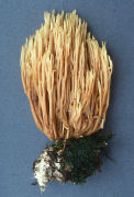 Ramaria stricta Mushroom