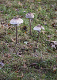 Lepiota procera4