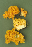 Ramaria formosa Mushroom